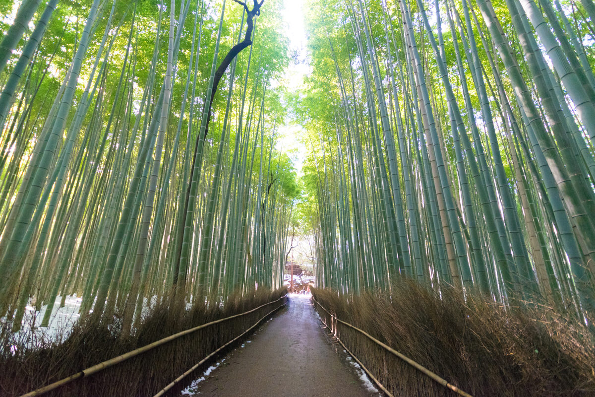 京都 嵐山 竹林の道